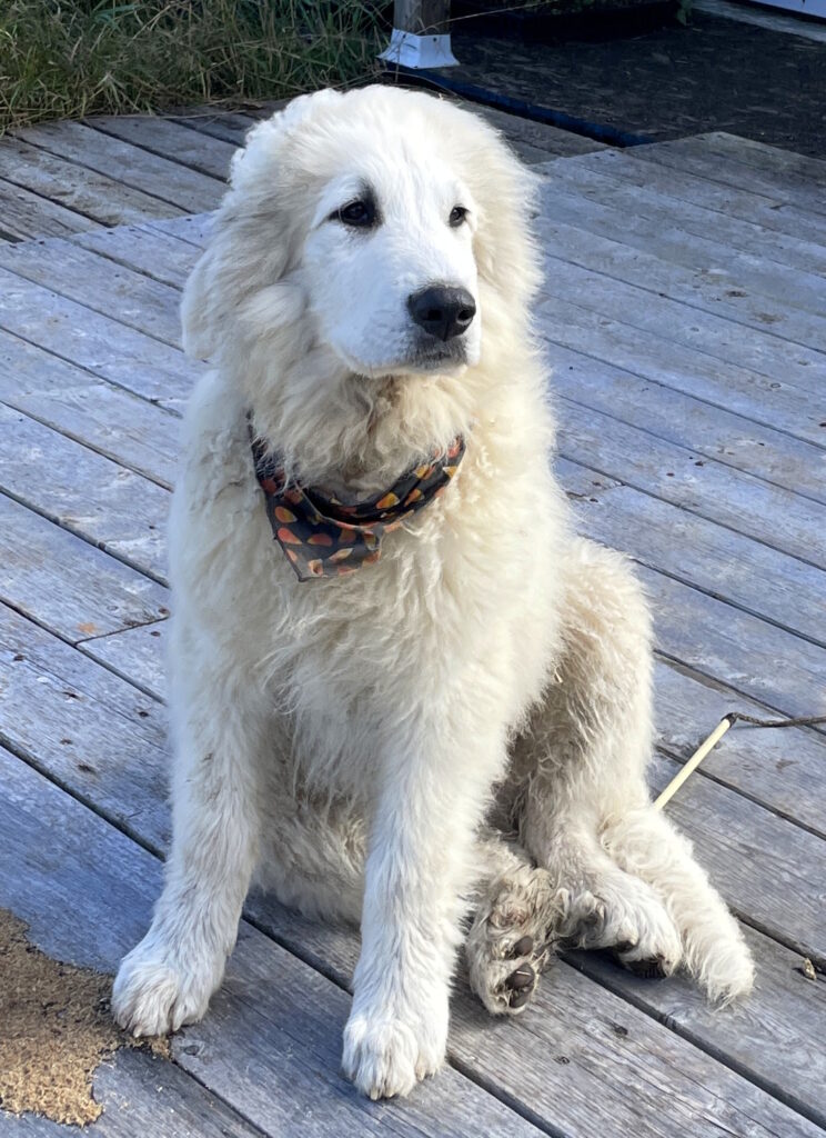 Photo de Vishnu assis