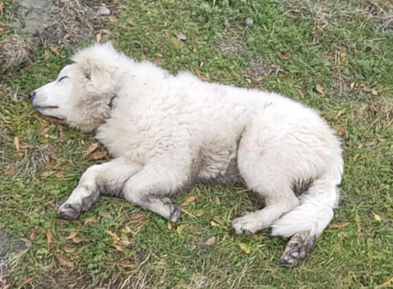 Vishnu le chien blanc dort